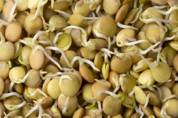 germinated lentils