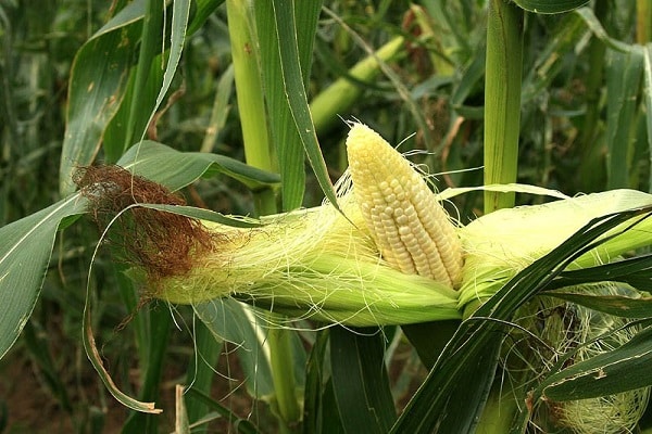 jagung ditanam