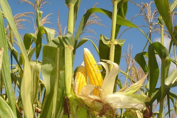 período de vegetación