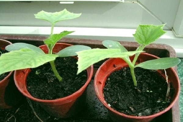 potted cucumber seedlings