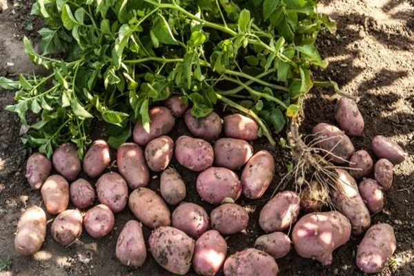 las patatas están en el suelo