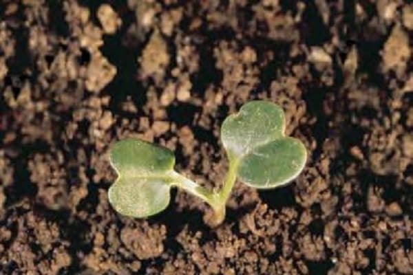 cruciferous plants