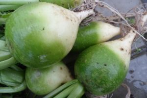 Description of the Loba radish variety and cultivation techniques