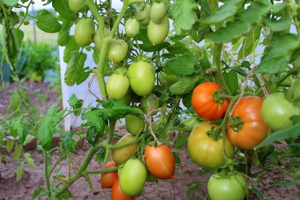 tomates sur les branches