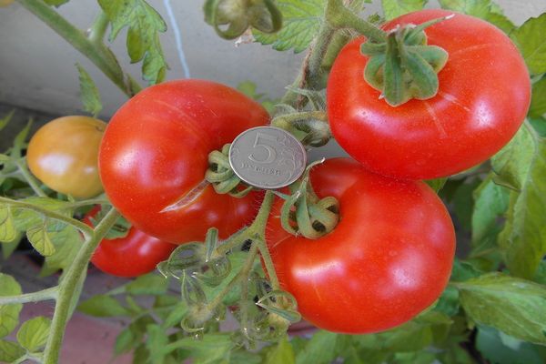 penanaman tomato