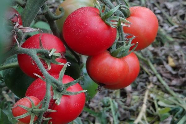 fruta de tomate