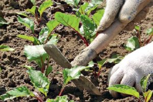 Secretos y técnicas agrícolas paso a paso para el cultivo y cuidado de la remolacha en campo abierto.