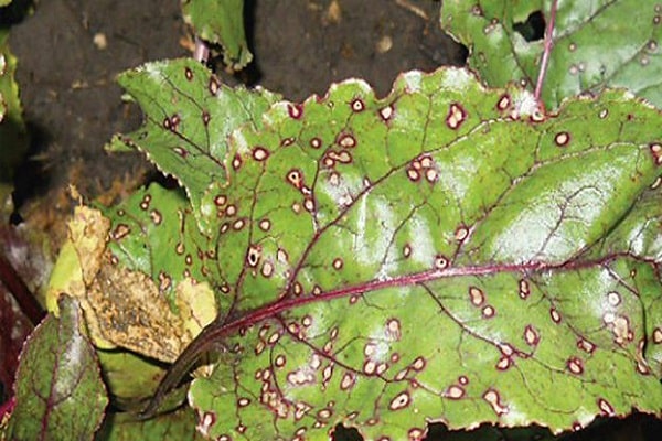 beet disease