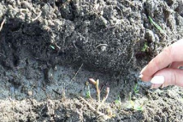 fertilizing the soil