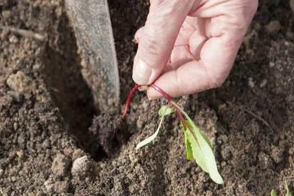 planting seedlings