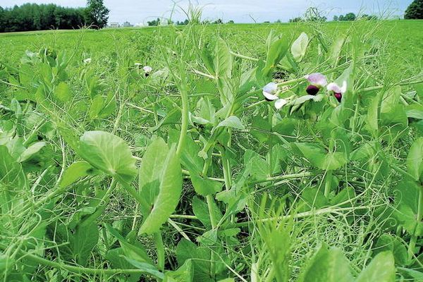 kacang polong di ladang