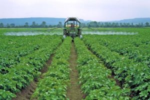 What is potato senication and desiccation, how to apply and when to carry out