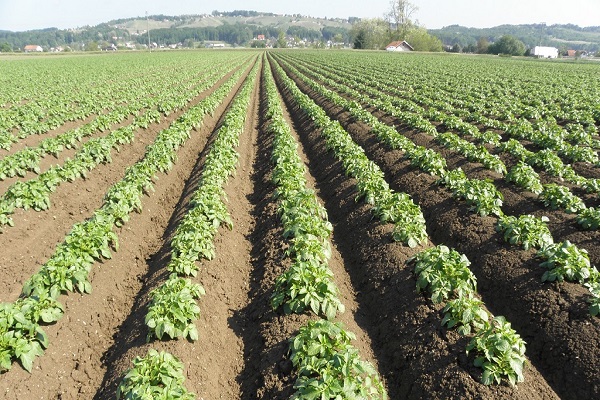 snažno zadivljena