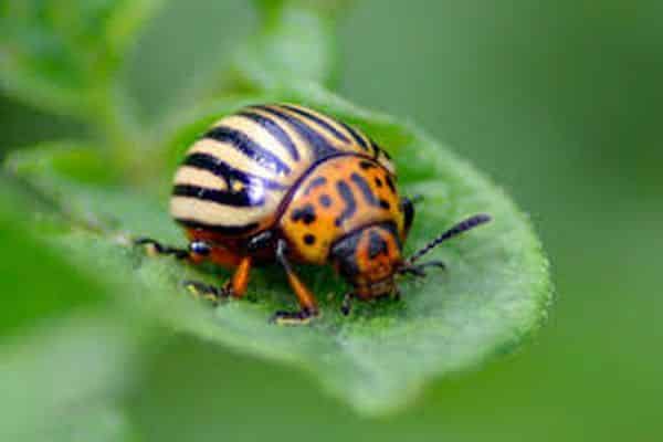 beetle on potatoes