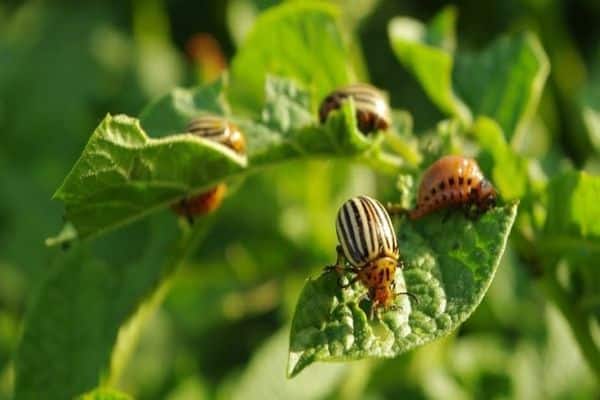 scarabée sur pommes de terre