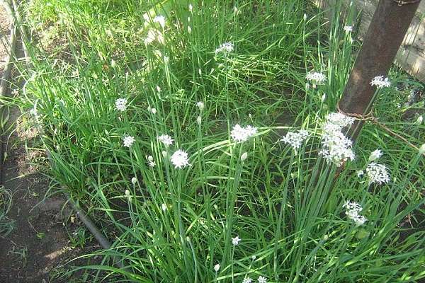 sladká cibule