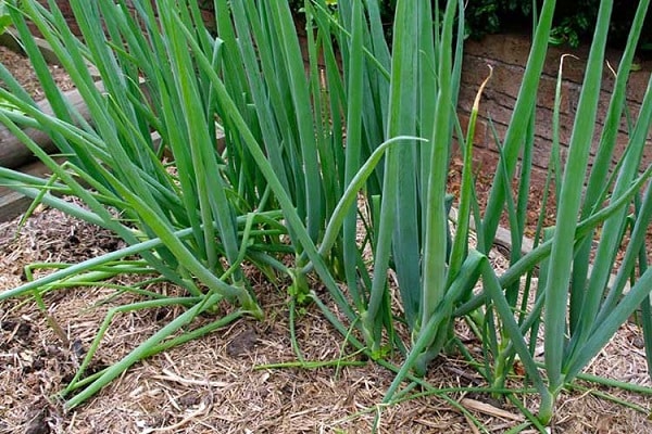 emergence of seedlings