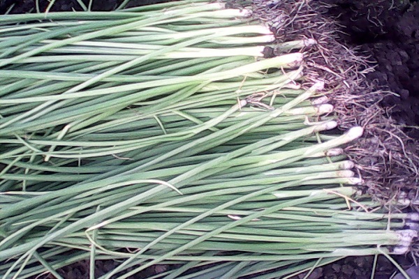 ripening of fruits