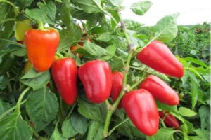 Characteristics and description of varieties of sweet thick-walled peppers for open ground