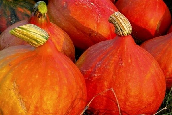 la citrouille pousse dans le jardin