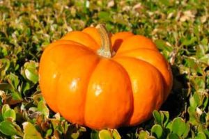 Description et caractéristiques des variétés de citrouille en pleine terre