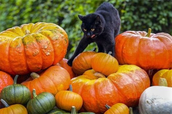 calabaza vitamina