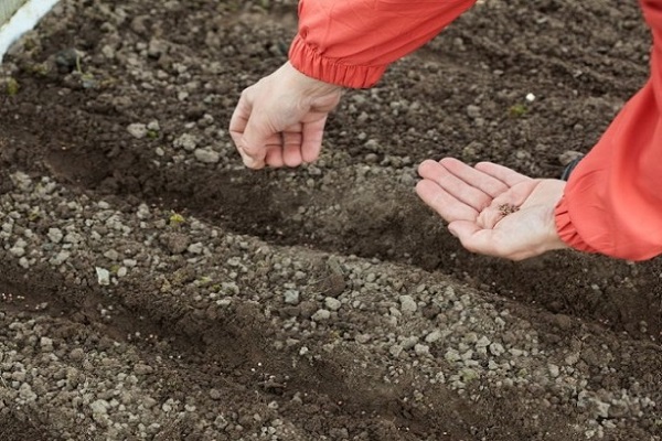 plantando eneldo