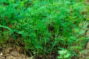 The best varieties of dill without umbrellas for greens with names