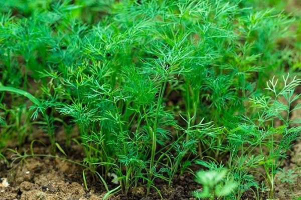 early maturing varieties