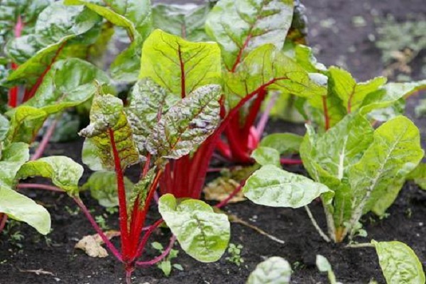 beet planting