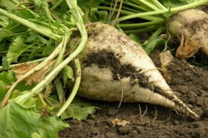 Varieties, cultivation and care of fodder beets, its difference from sugar