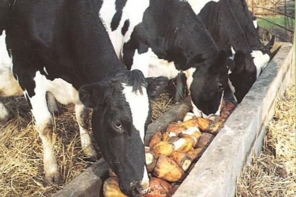 feeding cows