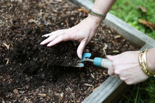 plantation de betteraves