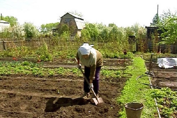 sowing beets