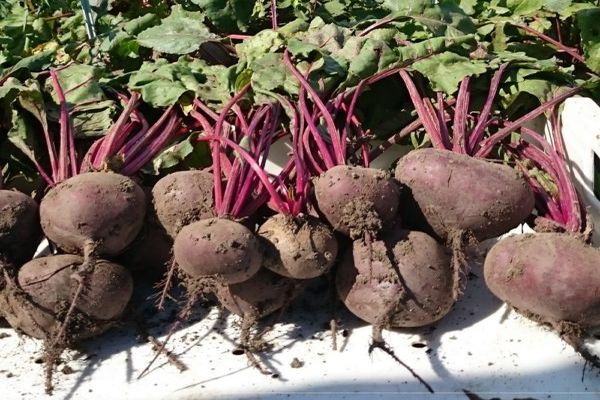 beet detroit