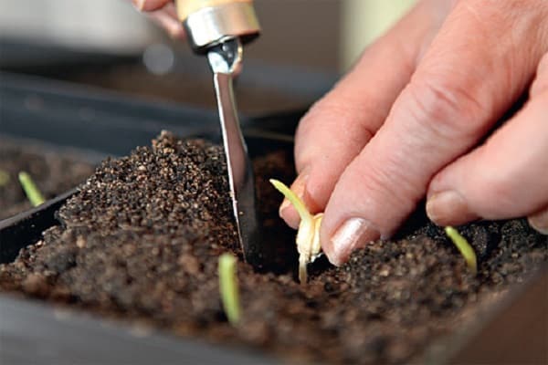 seed soaking