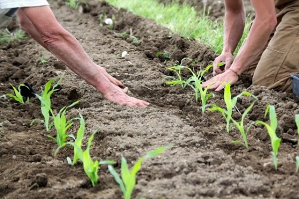 seedling conditions