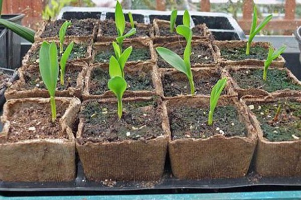 les pousses sont plantées