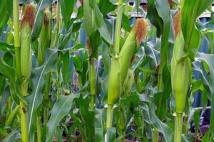 Technologie de culture et d'entretien du maïs en plein champ, conditions agrotechniques