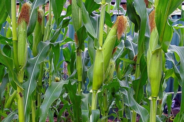 crops of corn