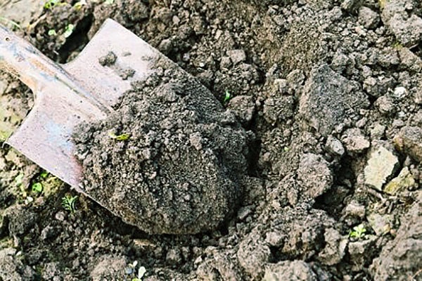 Tehnologija uzgoja i njege kukuruza na otvorenom polju, agrotehnički uvjeti