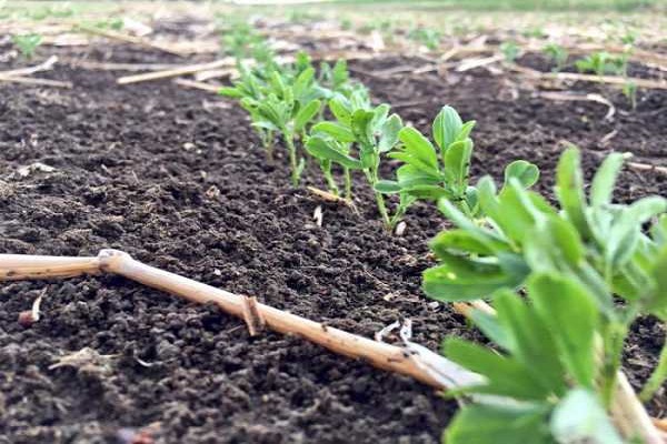 auto-cultivé