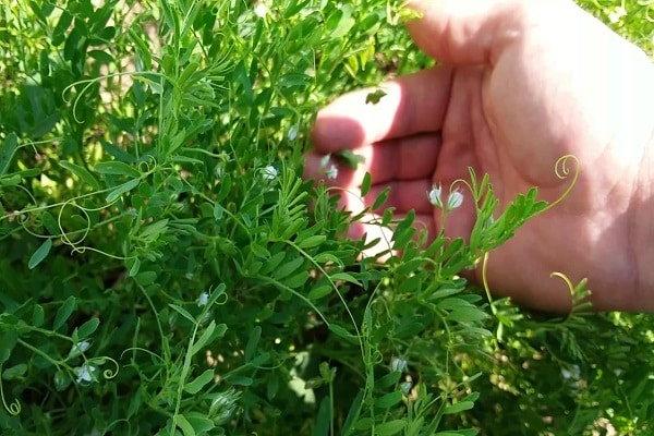 plant rooting