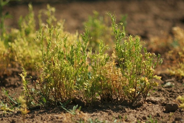 frijoles de cultivo