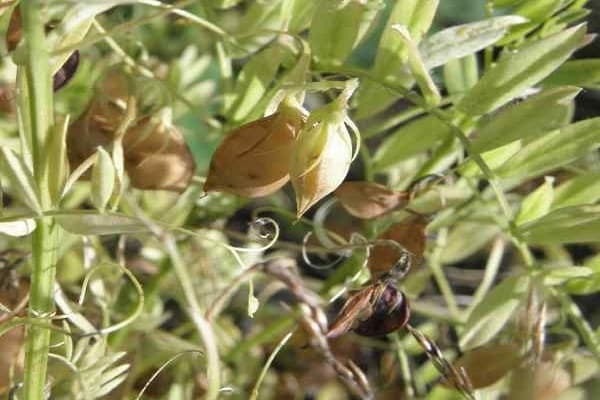 lentil cultivation