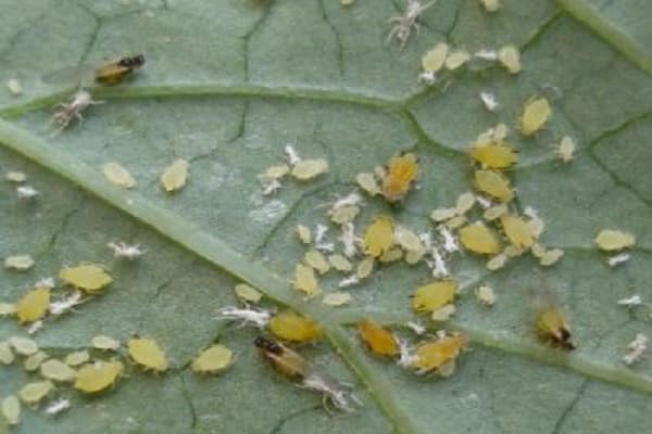 fight aphids