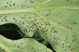 Comment se débarrasser et traiter les pucerons dans les courgettes, comment les traiter