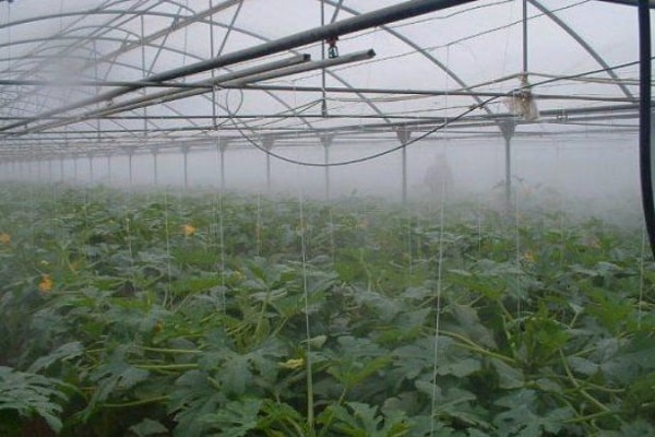 variétés de courgettes