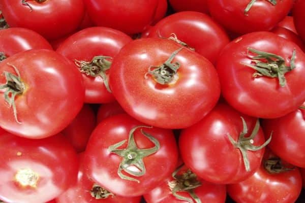 tomatoes in the ground