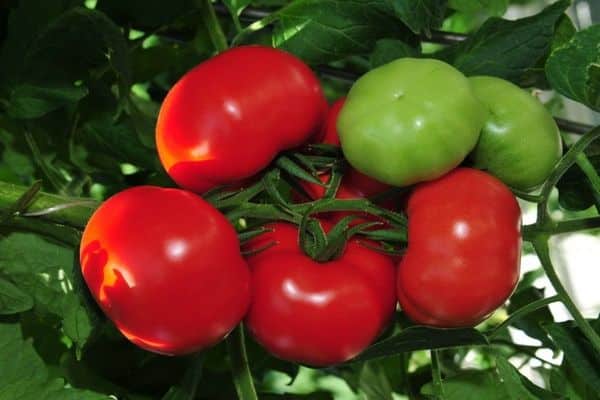 tomates de ovario